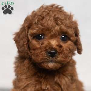 Isaac, Cavapoo Puppy